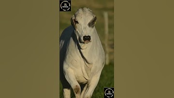 Sapi brahman #sapigemuk #cow #sapimakan #animals #sapilucu #farm #bull #sapipedaging #sapi