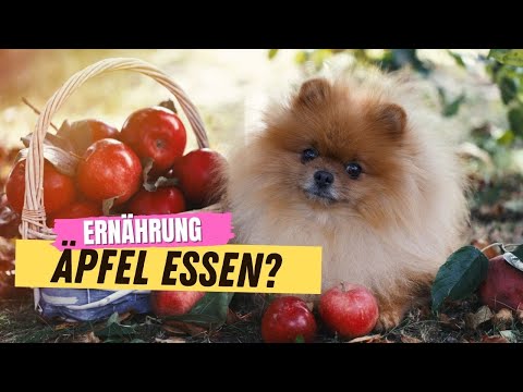 Video: Können Hunde Äpfel essen?