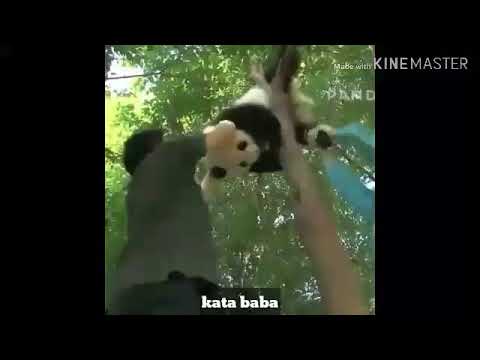 VIDEO KATA BABA | HEWAN ANEH PART 1