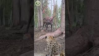 Tanpa Rasa Takut Rusa Bertanduk Besar Menantang Jaguar Di Tengah Hutan
