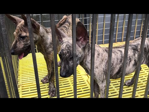 Video ĐỰC BẠCH HỔ CÁI VỆN HỔ KHÁC ĐÀN 0945383668 - youtube