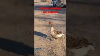 гусь по кличке "дрон" #рекомендации #tiktok #shorts #viral  #youtubeshorts