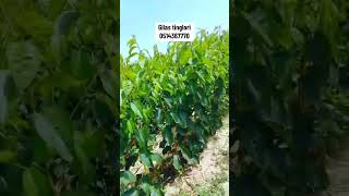 Gilas tingləri satışda!