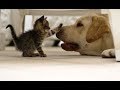 【可愛すぎる】犬と猫の癒される仲良しシーン#1