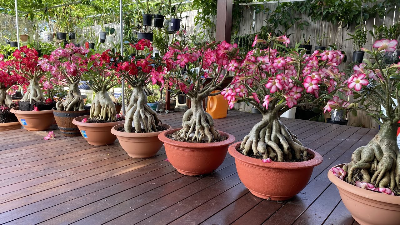 Hoa sứ nhà em//Desert roses in my backyard