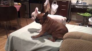 French Bulldogs Wrestle 2