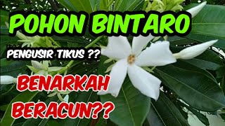 Pohon Bintaro | Benarkah Tanaman Beracun ❓⁉️