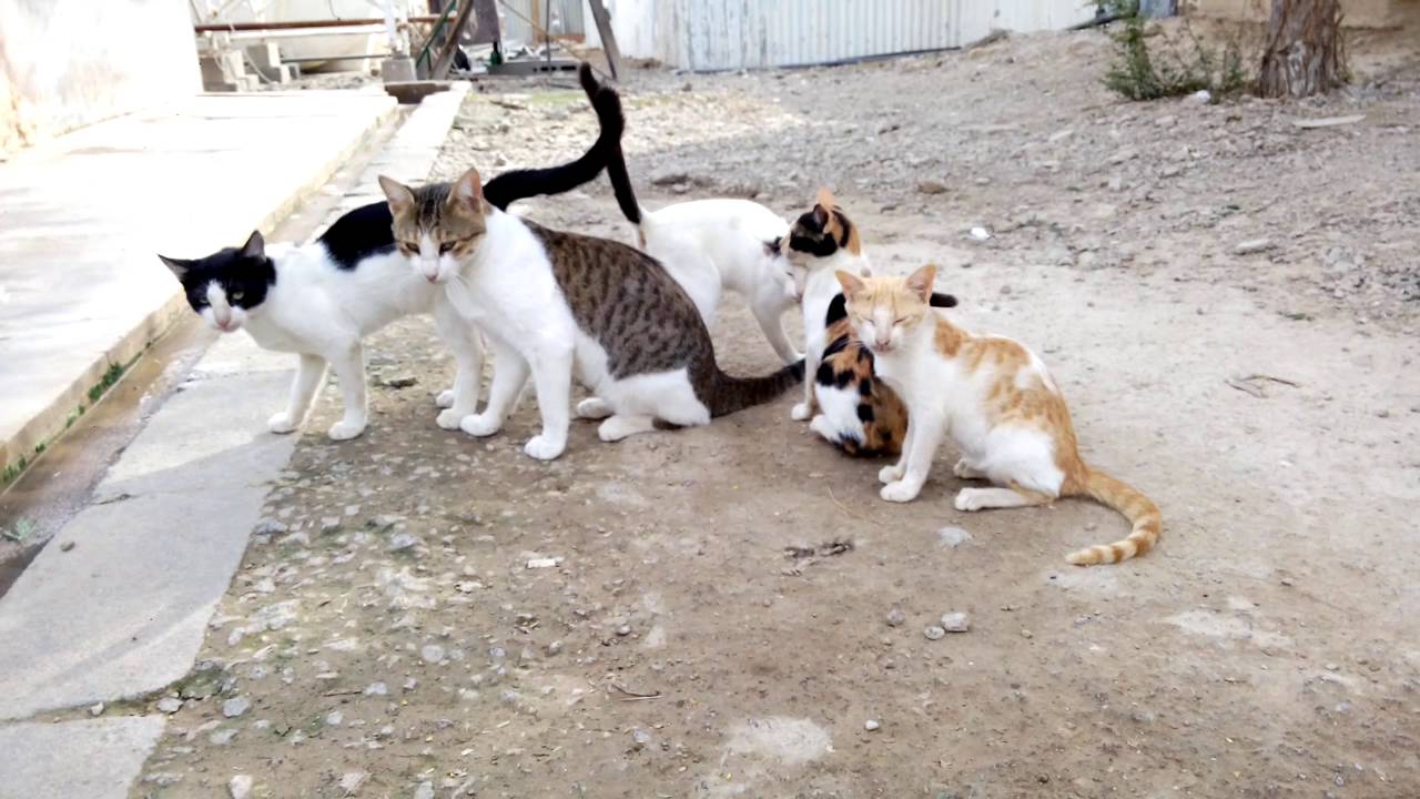 Group of cats , a family - YouTube