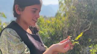 पहड क कठन दनचरय और पहड म छप कछ पहड ओषधय