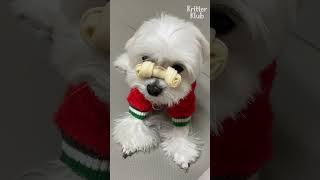 Evcil Hayvanlarımızdan Size Mutlu Yıllar Ofis Evcil Hayvanlar