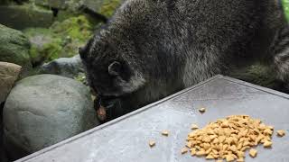 the raccoon with chewed ear prefers crunch