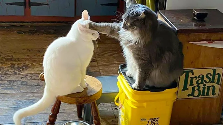 Video 11690521: funnycatvideos cat, laugh funniest cats, laugh funny cat