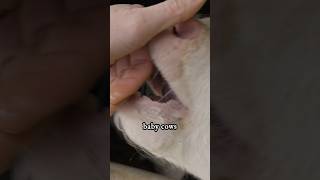 Best part of a dairy farm!