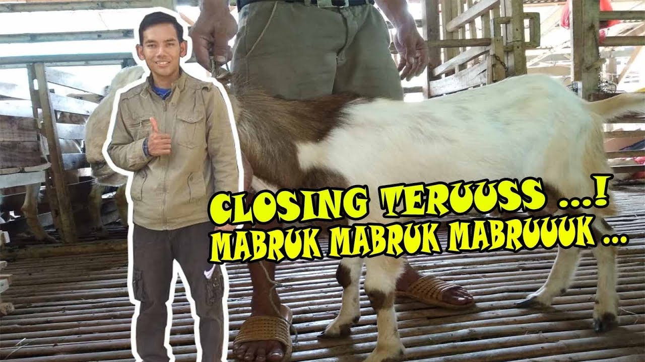 Kambing Aqiqah Jakarta Utara 