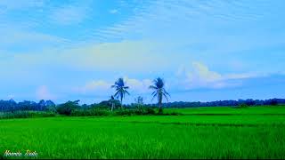 pemandangan Sawah Yang Indah  Noordy Daily