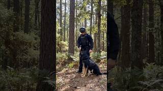 Rex Finds the Missing Person in the Forest #germanshepherd #viralvideo #dogtraining #k9master