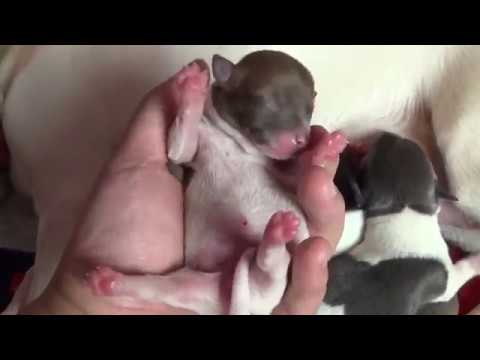 chihuahua-puppies-r-so-cute