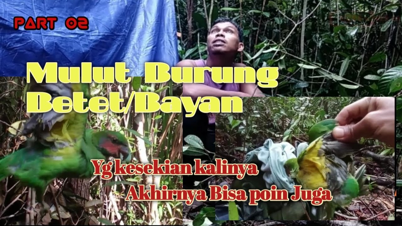 Mencoba keberuntungan mulut burung Betet/bayan