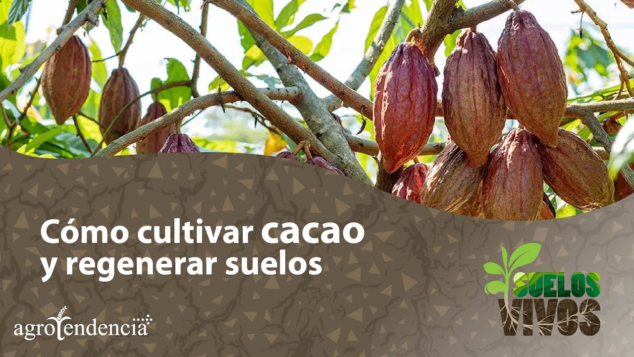 Cultivar cacao y regenerar suelos - Suelos Vivos
