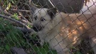 The Dog That Barks Jay-Zs Laugh