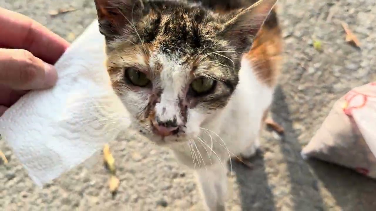 We rescued this stray cat when it was on the verge of going completely blind.