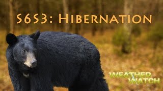 WW S6S3: Hibernation