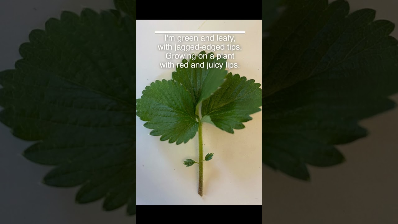 Can You Identify This Common Plant? Test Your Knowledge Now!