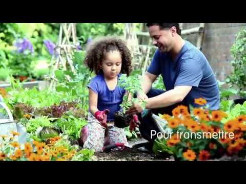 Vidéo: Entretien des plantes d'épinards de Lagos : comment cultiver la célosie d'épinards de Lagos