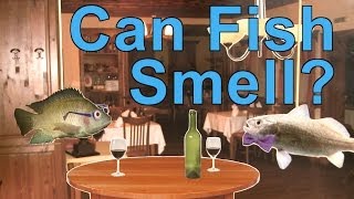 Can Fish Smell? | A Moment of Science | PBS