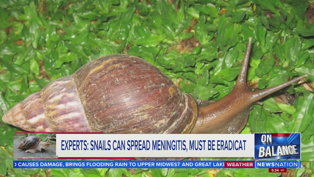 Experts snail can spread meningitis On Balance YouTube