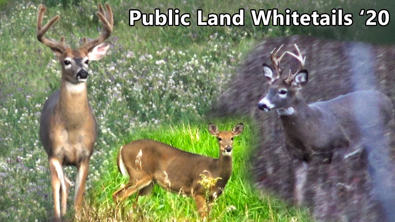 All In Bow Range! Calling Deer With A Grunt Call! Public Land