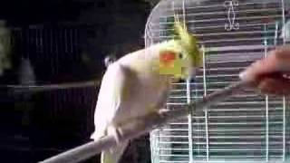 Lutino Cockatiel