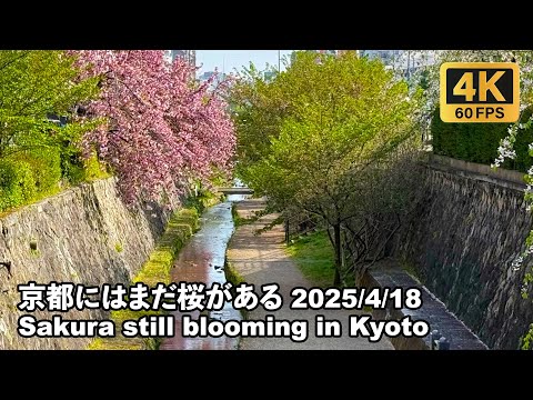 [4K] 京都では桜がまだ咲いています! #堀川桜 4/18/2025 There are still Sakura in Kyoto!