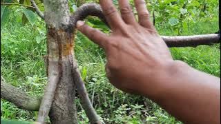 Review dan Update Hasil Penambahan Kaki Ganda dan Cabang Pohon Durian. Menyatu Sempurna