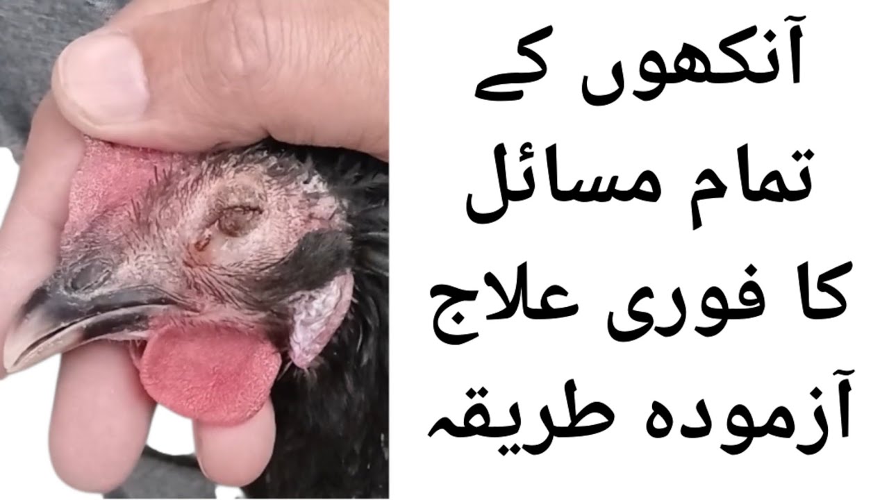 How to treat eye problems in Poultry Birds like Eye inflammation,Awakening from the eyes,Watery eyes