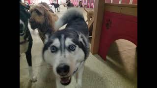 Playtime at Dogs On The Farm & Cats Too!