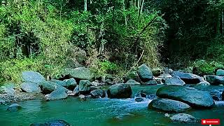 Peaceful River Drift | Forest Stream Ambience for Stress Relief