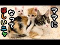 殺処分ギリギリで子猫を救出しました(4)