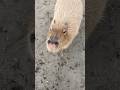 近づいてくるカピバラ#capybara #cute