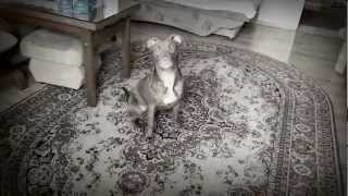 American Pit Bull Terrier - Część Ii