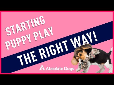 Video: Pet Scoop: Puppies de serviciu Începeți să învățați timpuriu, cățeluș abandonat sub Conficul traficului