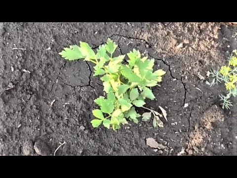 Видео: Проращивание семян любистока: когда сеять семена травы любистока