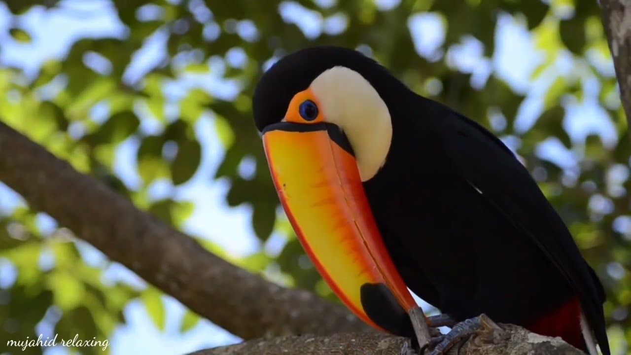 bird sounds - Relaxing music tuneone