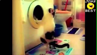 Смехота! Какающий кот помогает стиральной машине работать Приколы с животными Смехота! Какающий кот помогает стиральной машине работать Приколы с животными