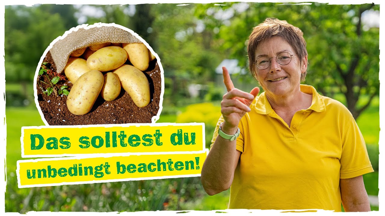KARTOFFELN PFLANZEN: So gelingt der Anbau im Beet