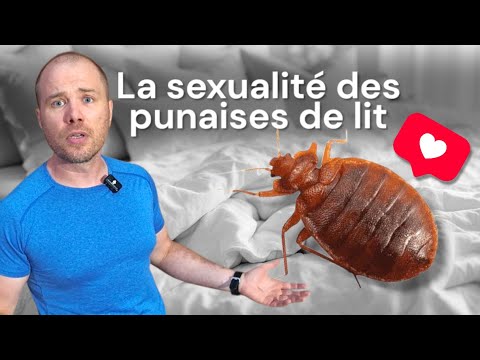 Reproduction des punaises de lit : ce que j'explique en vidéo