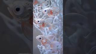 🌹#so Beautiful mach🐟🐟🐬#অনেক সুন্দর মাছ 🐟🥰🥰