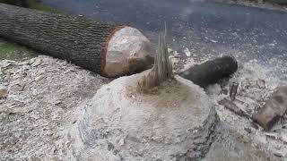 CHIP-A-CANOE July 8 Tulip Poplar down video.