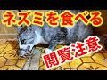 【閲覧注意】野生のネズミを食べる猫！骨の音がエグい…最後は丸呑み