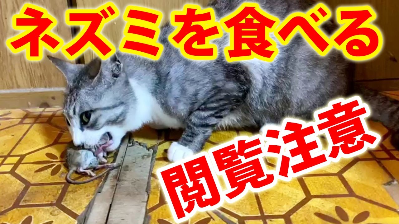 閲覧注意 野生のネズミを食べる猫 骨の音がエグい 最後は丸呑み Youtube